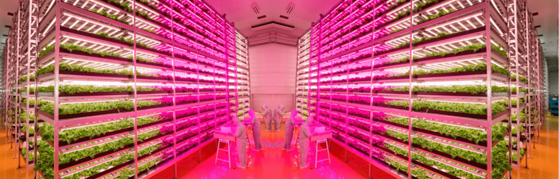 การวัดแสง LED สำหรับฟาร์มเกษตรในโรงเรือน